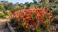 Thumbnail for Kangaroo paws (Anigozanthos)