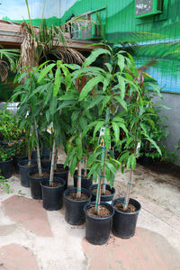 Thumbnail for Carabao Mango Tree – Mangifera Indica Carabao
