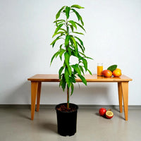 Thumbnail for Potted mango tree accompanied by a wooden table with fruits and juice in the background.