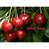 Thumbnail for minnie royal cherry