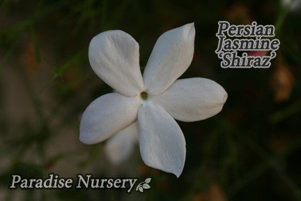 Persian Jasmine Plant