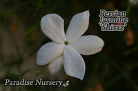 Thumbnail for Persian Jasmine Plant