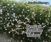 Thumbnail for Persian Jasmine Plant