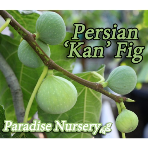 Persian Fig 'Kan' Tree