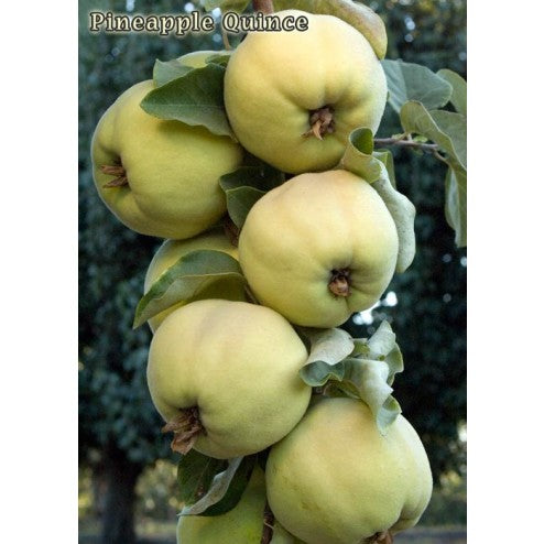 Pineapple Quince Tree