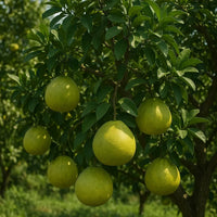 Thumbnail for Pomelo hanging from a tree with a blurred green background