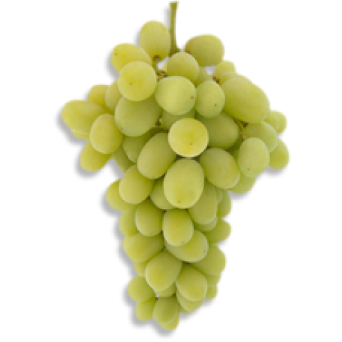 Princess Seedless Grape