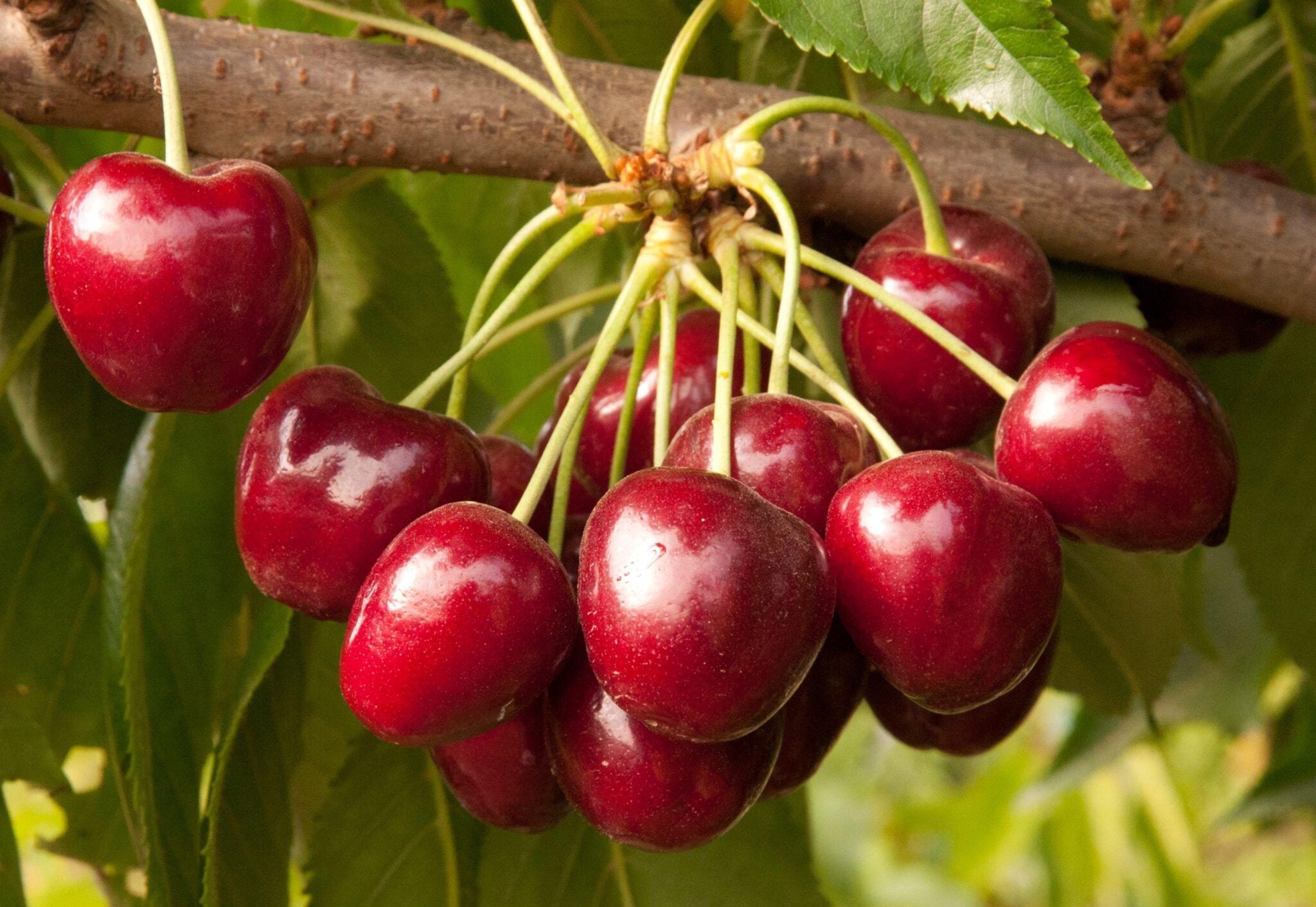 Royal Crimson Cherry Tree - Paradise Nursery