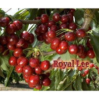 Thumbnail for royal lee cherry tree