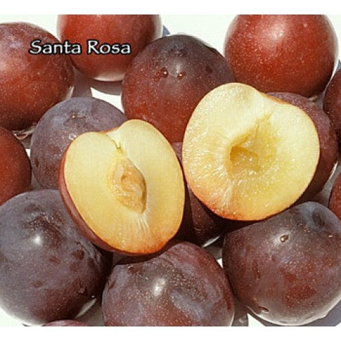 santa rosa plum