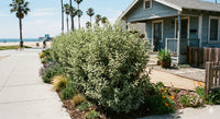 Thumbnail for Silver Sheen - Pittosporum tenuifolium