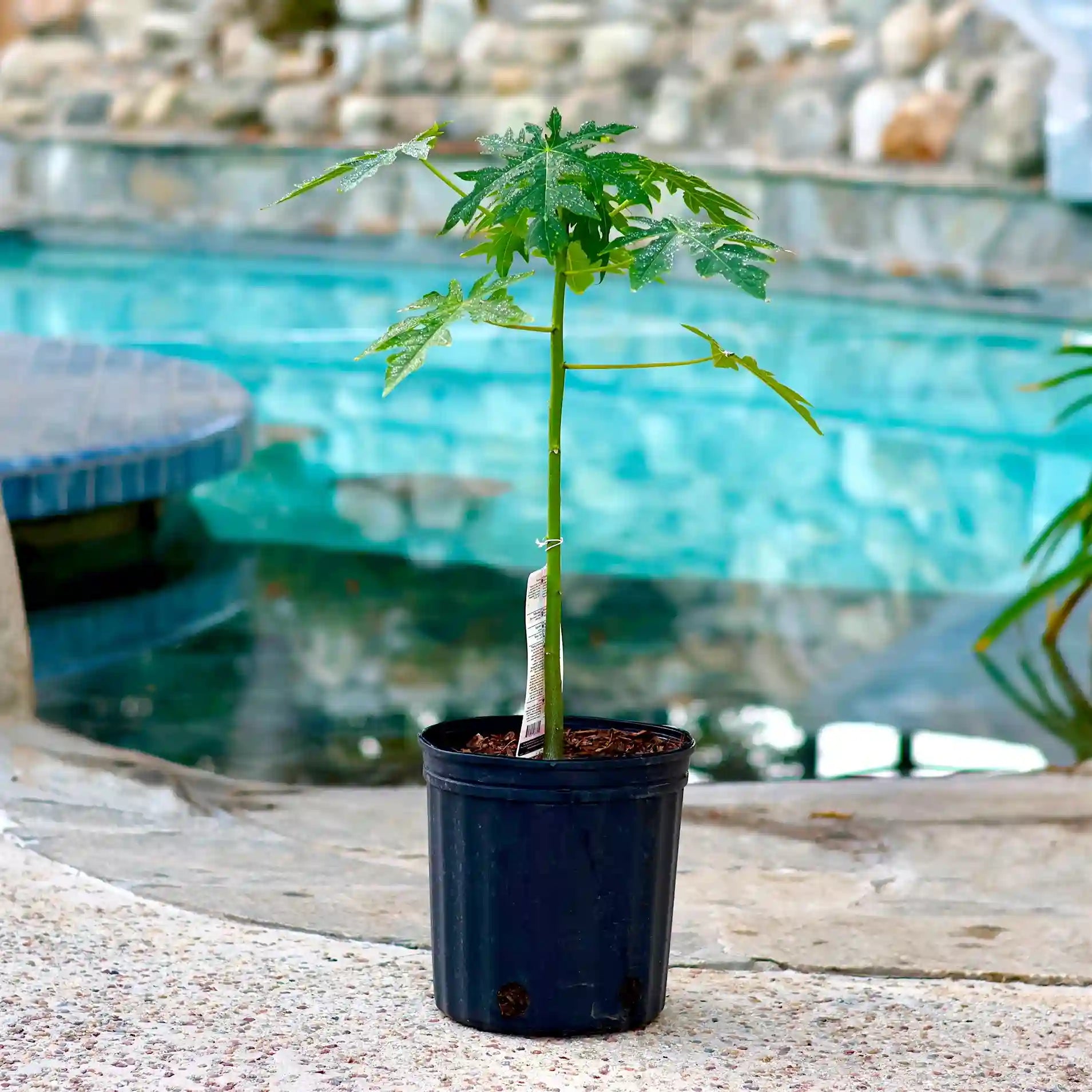 papaya plant in a pot Strawberry Papaya Tree Carica Papaya - Sweet and Juicy
