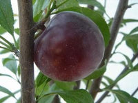 Thumbnail for Santa Rosa Plum Tree