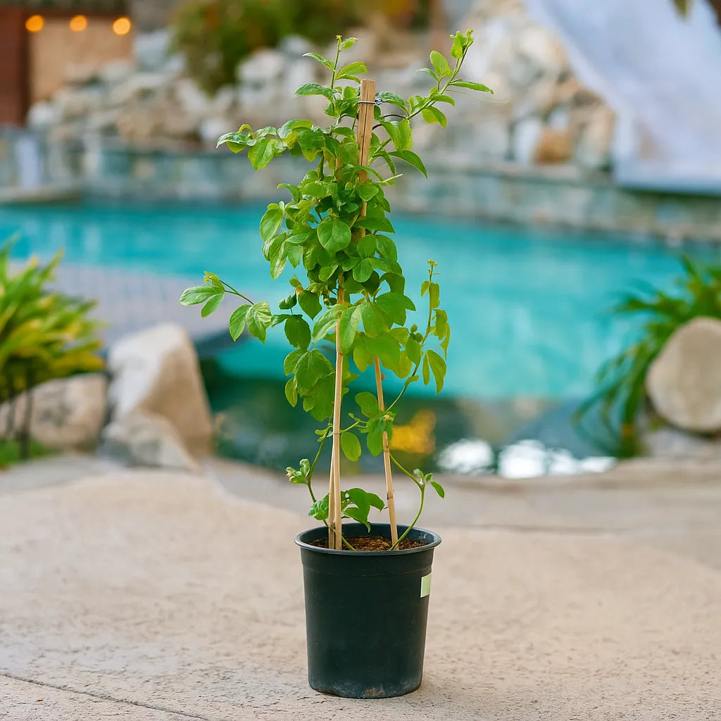 Potted passion fruit vine tree on a patio with a pool in the background