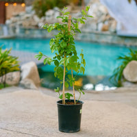 Thumbnail for Potted passion fruit vine tree on a patio with a pool in the background