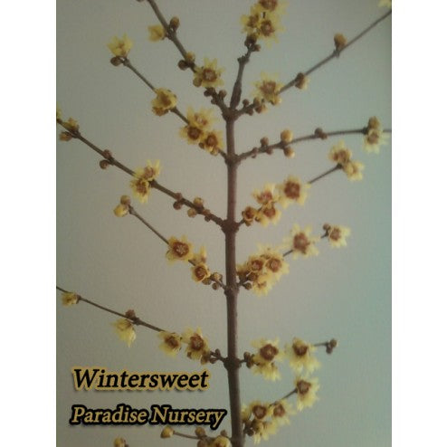 Wintersweet - Chimonanthus praecox