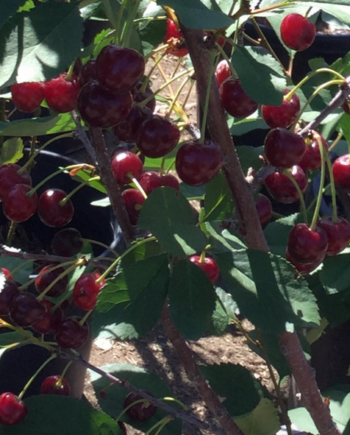 sour cherry tree albaloo