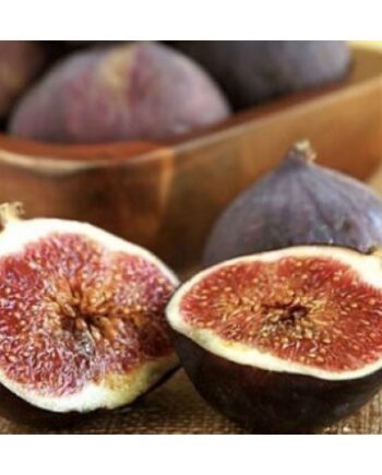 Black Mission Fig