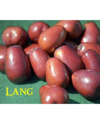 Lang Jujube