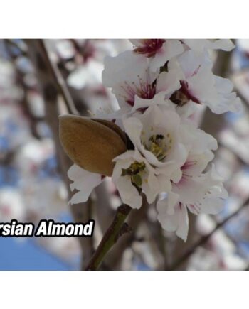 persian almond