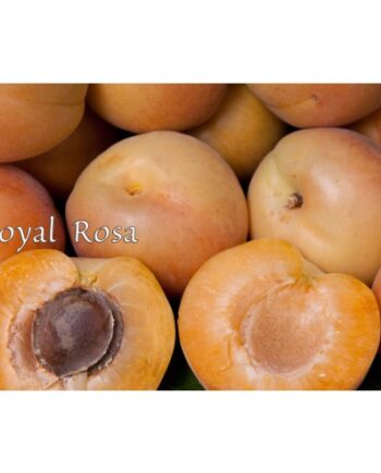 Royal Rosa Apricot