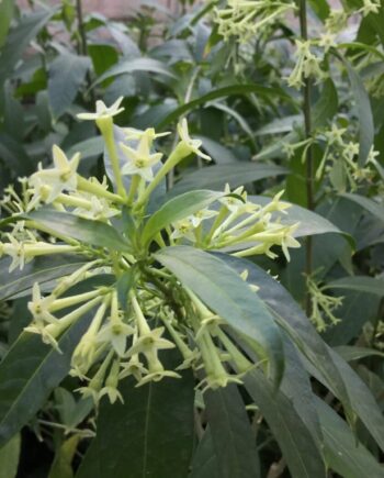 Persian Night Blooming Jasmine mahboobe shab