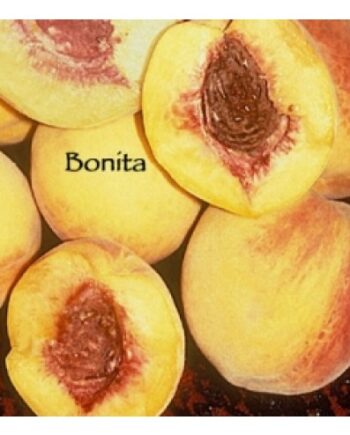 bonita peach