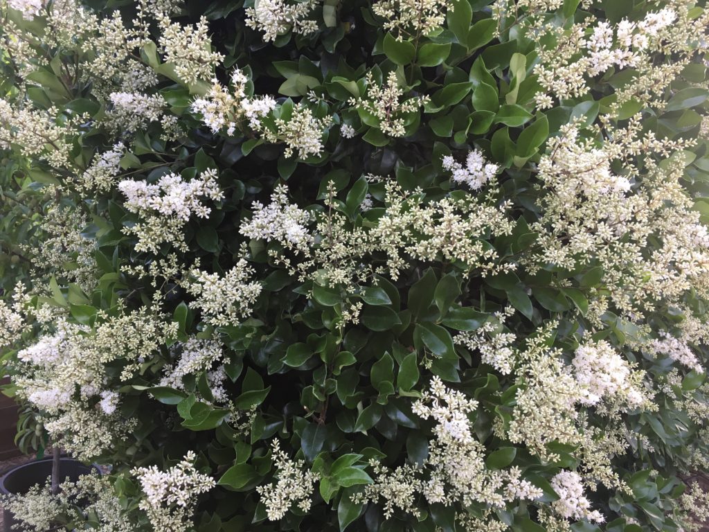 ligustrum japonicum texanum flowers