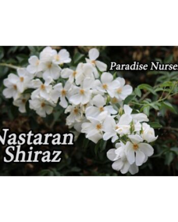 nastaran shiraz