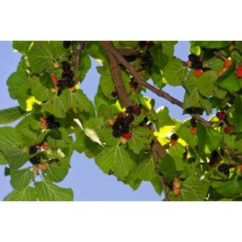 persian mulberry tree shahtoot