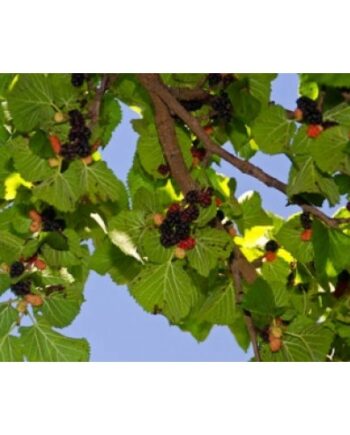 persian mulberry tree shahtoot