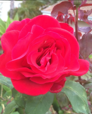 Red Fragrant Rose