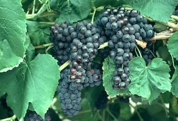 Black Monukka Grape