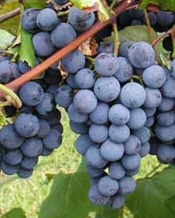 Concord Grape