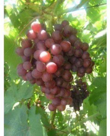 Flame Seedless Grape