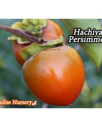 hachiya persimmon