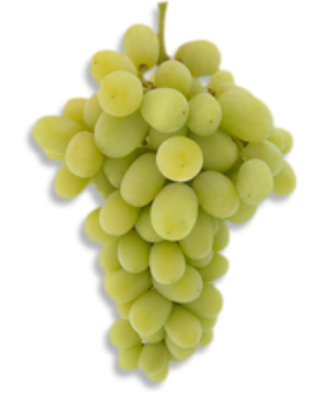 Princess Seedless Grape