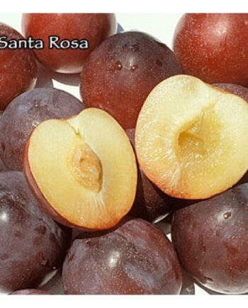 santa rosa plum