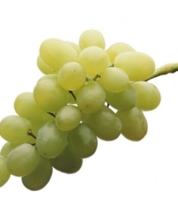 Thompson Seedless Grape