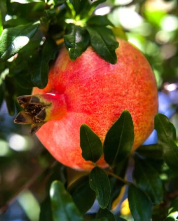 Persian Pomegranate fruit on tree