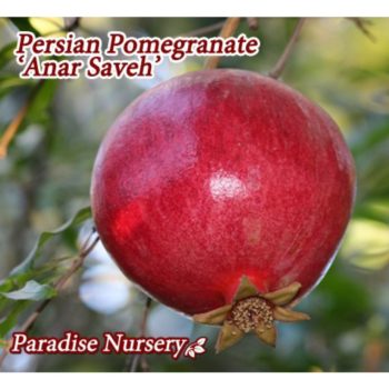persian pomegranate