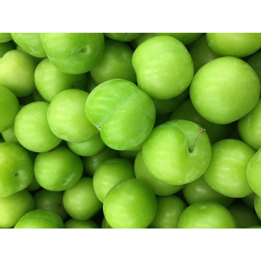 how to grow green gage plum tree from seed