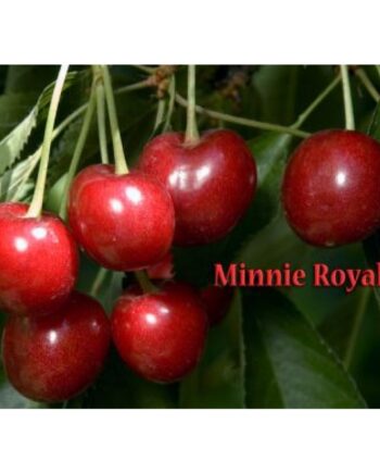 minnie royal cherry