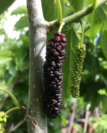 Pakistan Mulberry Tree