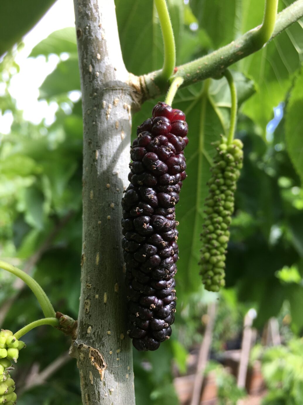 Why do some mulberry discount trees not produce fruit