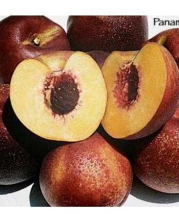 Panamint nectarine