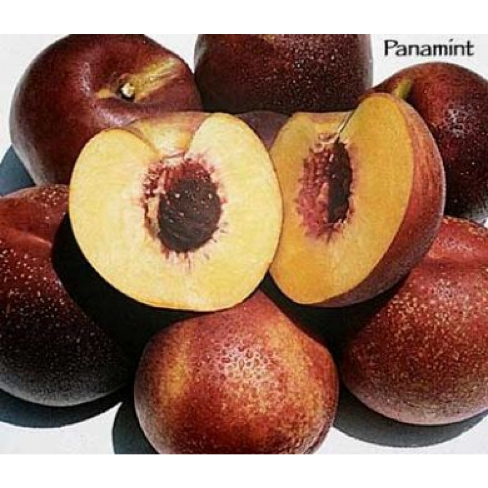 Peach  Fruit, Description, History, Cultivation, Uses, & Facts