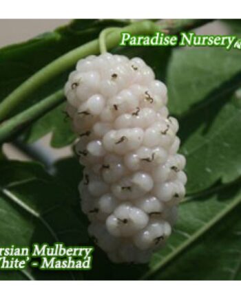 white mulberry