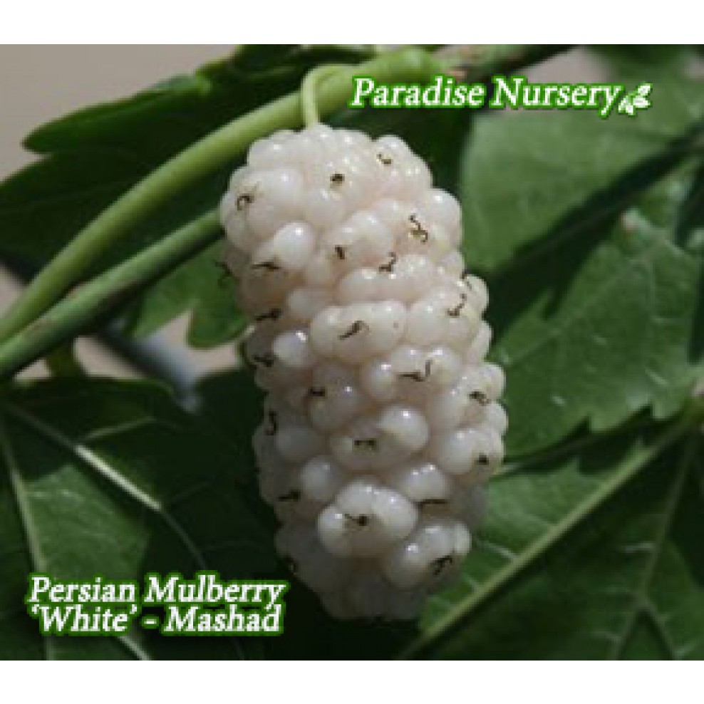 Mulberry tree white fruit
