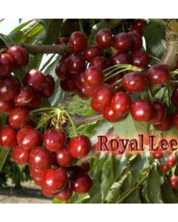 royal lee cherry tree